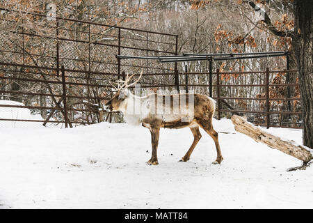 Sika deer in Asahiyama Zoo, Hokkaido Stockfoto