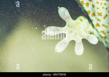 Finger der Gecko auf Glas Stockfoto