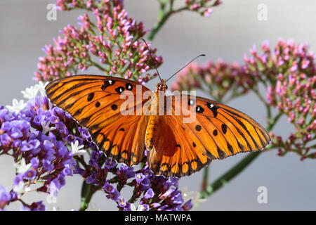 Orange Schmetterling (Golf Fritillary) auf lila Sea Foam Blüten, mit rosa Knospen im Hintergrund. In der Arizona Sonora Wüste. Stockfoto