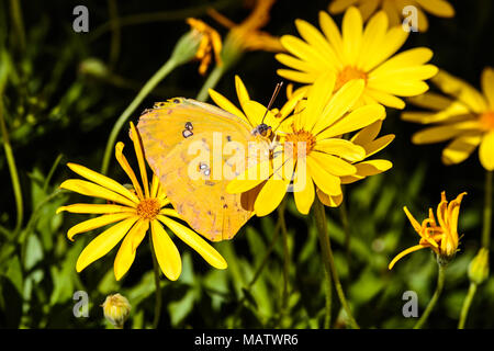 Wolkenlosen Schwefel Schmetterling eingebettet zwischen gelbe Blumen in Arizona Sonora Wüste. Stockfoto