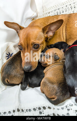 Rot Zwergpinscher Mutter mit Welpen Stockfoto