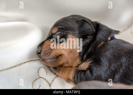 Zwergpinscher Welpen schlafend auf dem Bett Stockfoto