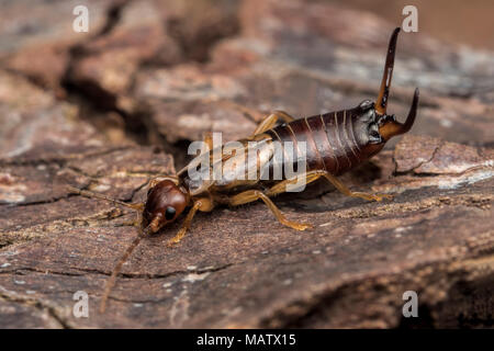 Gemeinsame Earwig (Forficula auricularia) im defensiven Modus mit seiner Zange angehoben. Tipperary, Irland Stockfoto