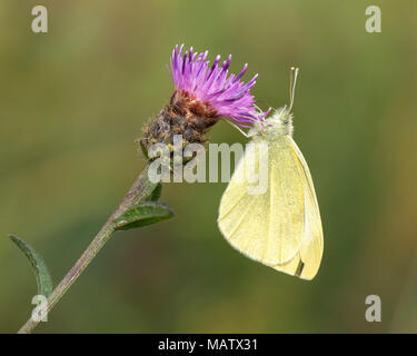 Kleine weiße Falter (Pieris rapae) thront auf flockenblume Blume. Tipperary, Irland Stockfoto