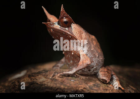 Malaiische horned frog Megophrys nasuta Stockfoto