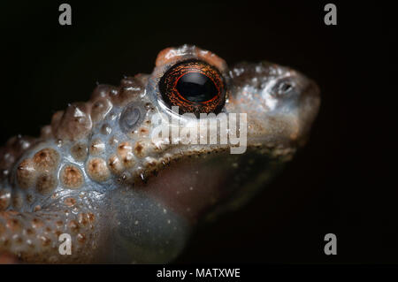 Stachelige schlanke Kröte Ansonia spinulifer Stockfoto