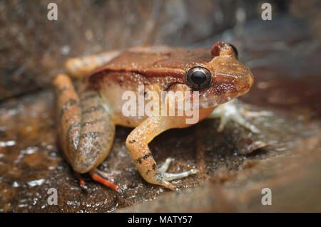Smooth guardian Frosch Limnonectes palavanensis Stockfoto