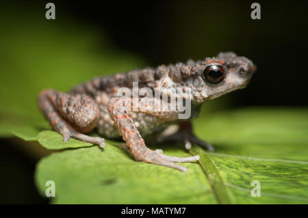 Stachelige schlanke Kröte Ansonia spinulifer Stockfoto