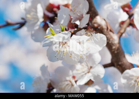 Weißen Zweigen der blühenden Kirschbaum in spring garden vor blauem Himmel. Spring floral background mit Blumen von Sakura close-up Stockfoto