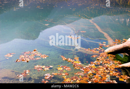 Malerischer Blick auf versunkenen Baumstämmen im azurblauen Wasser des Sees unter Herbst Wald natürliche Hintergrund, Baum unter Wasser. Stockfoto