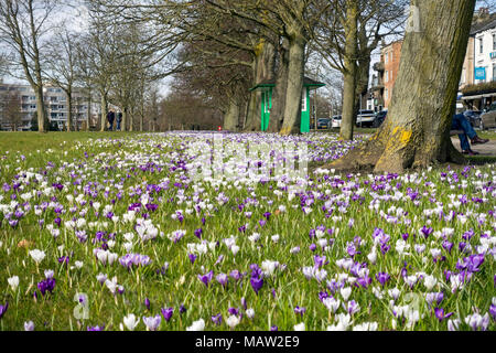 Violette und weiße Krokusblüten wachsen auf der Streunerin im Frühjahr Harrogate North Yorkshire England Großbritannien Großbritannien Großbritannien Großbritannien Großbritannien Großbritannien Großbritannien Großbritannien Großbritannien Großbritannien Großbritannien Großbritannien und Nordirland Stockfoto