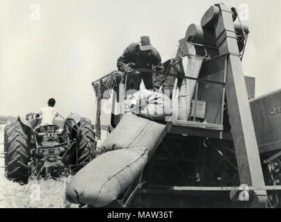 Männer an der Pflanzen mit einem Harvester, Rhodesian Auswahl Vertrauen, Kafue Pilot Polder, Sambia, Süd Rhodesien 1957 Stockfoto