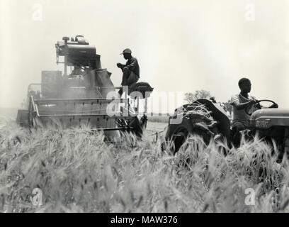 Männer an der Pflanzen mit einem Harvester, Rhodesian Auswahl Vertrauen, Kafue Pilot Polder, Sambia, Süd Rhodesien 1957 Stockfoto