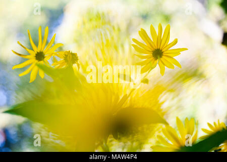 Abstrakte Blume Hintergrund, Defokussierten in der Kamera eine malerische Wirkung zu geben. Stockfoto