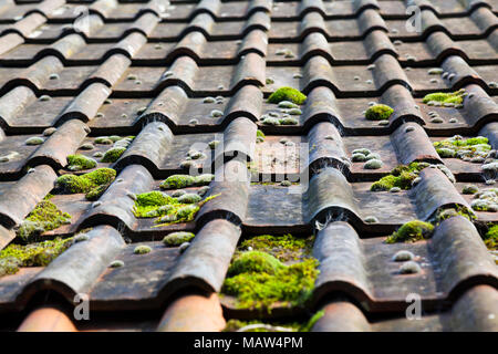 In der Nähe von Moos bedeckt Dachziegel auf eine Scheune. Stockfoto