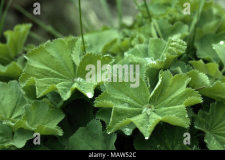 Wassertropfen auf den Garten Pflanzen Stockfoto