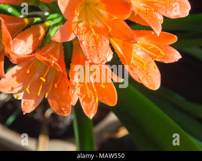 Clivia miniata, Natal Lily, in der Nähe von orange gefärbten Blüten mit Regentropfen, ein Garten in Oslo Norwegen Stockfoto