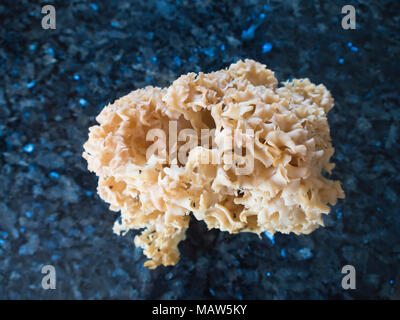 Sparassis crispa oder Blumenkohl Pilz auf Anzeige auf einem glänzenden, schwarzen Granit Arbeitsplatte in der Küche, in den Wäldern von Oslo Norwegen gefunden Stockfoto