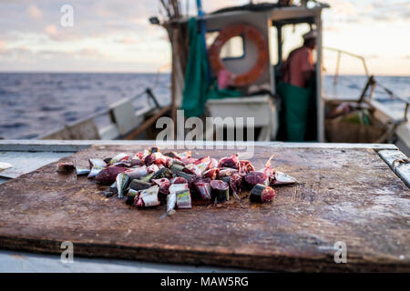 St. Helena Island: Köder für den Thunfisch-Fang an Bord eines lokalen Fischerboots. Stockfoto