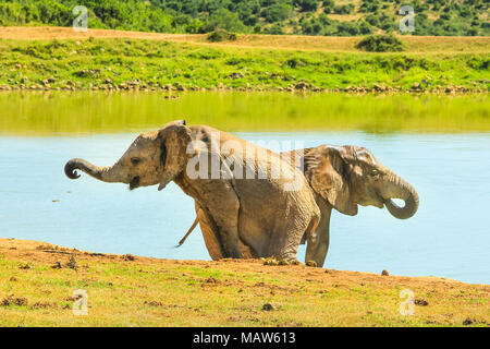 Zwei junge afrikanische Elefanten in der Nähe von einem Pool. Addo Elephant National Park, beliebten Reiseziel für Elephant Safari und Beobachtung. Eastern Cape, Südafrika. Sommer Saison. Stockfoto