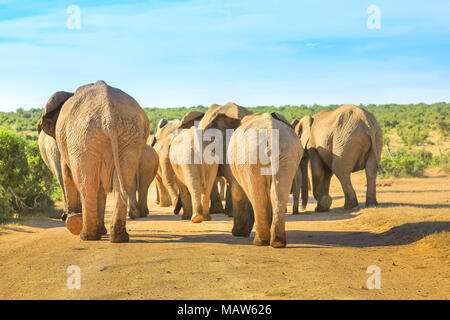 Hinter der Afrikanischen Elefanten zu Fuß auf einem Feldweg in der Mitte des Addo Elephant National Park, Eastern Cape, in der Nähe von Port Elizabeth in Südafrika gesehen. Sommer Saison. Sonnigen Tag. Stockfoto