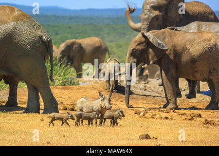 Afrikanische Warzenschwein Familie in der Nähe von eine Gruppe Elefanten Spritzen mit Schlamm an einem Pool. Addo Elephant National Park, Eastern Cape, Südafrika. Stockfoto
