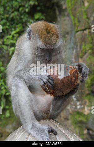 Macaque Affen mit Kokosnussschalen Batu Höhlen Kuala Lumpur Malaysia Stockfoto