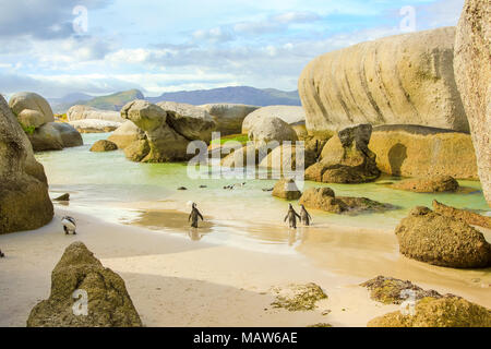 Boulder Strand Landschaft. Kolonie afrikanischer Pinguine. Pinguin auf dem weißen Sand von Boulder Beach Natur und finden in der Nähe von Simon's Town und Cape Town auf der Kaphalbinsel, Südafrika. Stockfoto