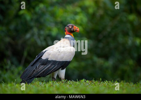 King Vulture - Sarcoramphus Papa, schöne große Geier aus Mittelamerika Wälder. Stockfoto