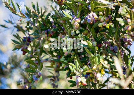 Bio Oliven wachsen auf Olivenbaum. Stockfoto