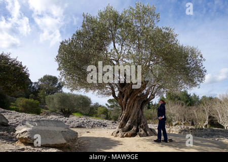 Alten Olivenbaum im Jahr 908 in der Nähe des Pont de Gard in der Nähe von Nimes, Frankreich gepflanzt. Stockfoto