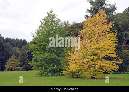 Glade im Herbst Stockfoto