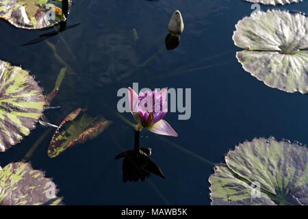 Seerose im Teich mit hellem Lila Blüte von Lily Pads Umgeben Stockfoto