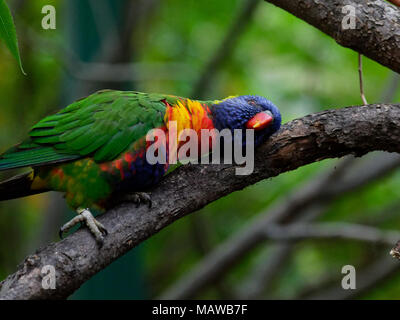 Farbige Lorikeet ruht der Kopf auf einem Ast, während er auf einen Baum am Zoo Stockfoto