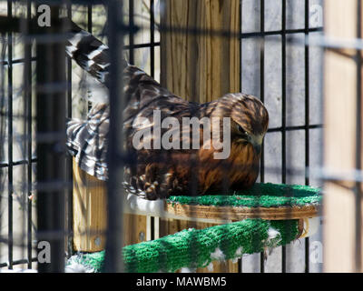 Eine Red-Tailed Hawk Liegend in einer Voliere außerhalb Meadowside Nature Center in Olney, Maryland, USA Stockfoto