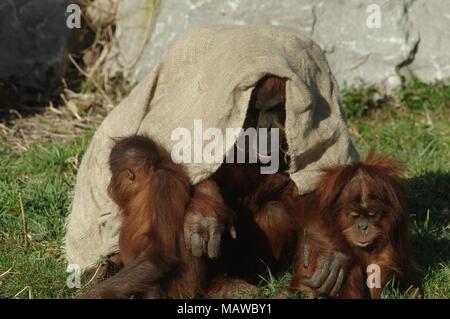 Drei Orang-utans haben Spaß in Chester Zoo. Es gibt 2 entzückende Kinder und einen Erwachsenen, bequem saß auf üppig grüne Gras, um zusammen. Stockfoto