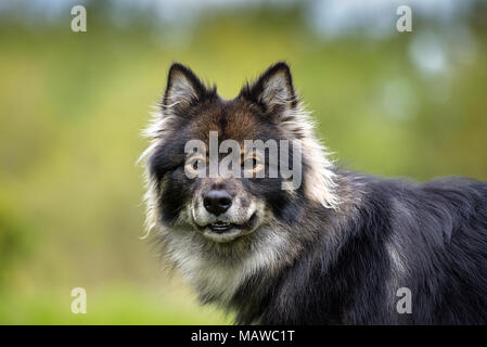 Finnische Lapphund spitz Hunderasse headshot. Der Hund ist glücklich lächelnd und glücklich Stockfoto