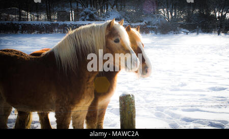 Schöne Pferde im Schnee unter der warmen Sonne Stockfoto