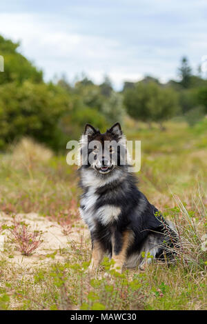 Finnische Lapphund Rasse in einer Parklandschaft mit Grün im Hintergrund Stockfoto