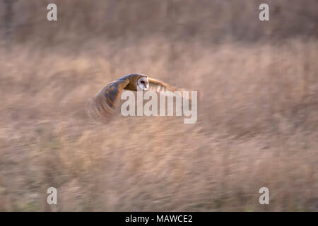 Schleiereule Jagd an BC Kanada Stockfoto