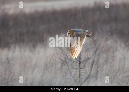 Schleiereule Jagd an BC Kanada Stockfoto