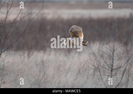 Schleiereule Jagd an BC Kanada Stockfoto