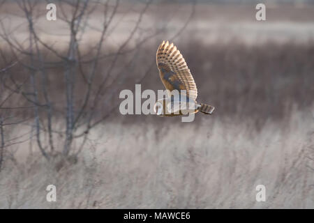 Schleiereule Jagd an BC Kanada Stockfoto