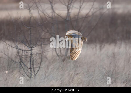 Schleiereule Jagd an BC Kanada Stockfoto