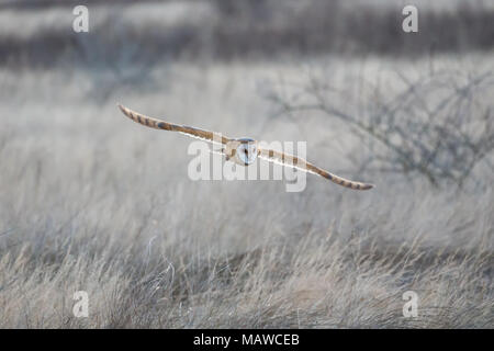 Schleiereule Jagd an BC Kanada Stockfoto