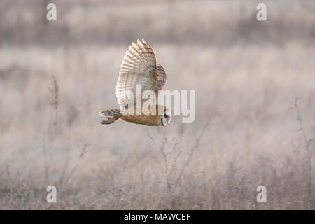 Schleiereule Jagd an BC Kanada Stockfoto