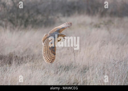 Schleiereule Jagd für Nahrung bei Delta 72 st BC Kanada Stockfoto