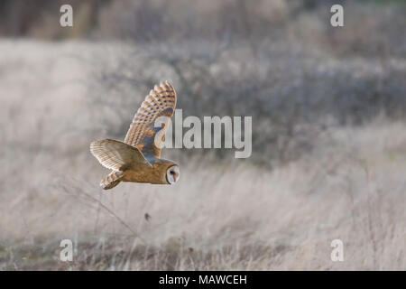 Schleiereule Jagd an BC Kanada Stockfoto