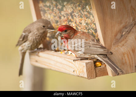 Haus Fink paar Essen an einem Bird Feeder, mit männlichen auf der Vorderseite Stockfoto