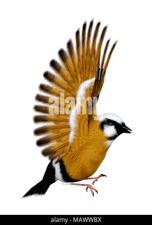 3D-Rendering eines Parsons Finch oder Schwarz-throated Finch Vogel auf weißem Hintergrund Stockfoto